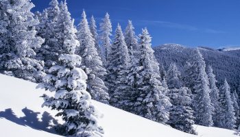 Vysadili ho z autobusu, pretože nemal platný lístok: 11-ročný chlapec prešiel 6 kilometrov po snehu, aby…