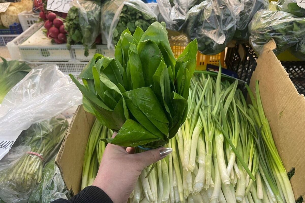 Sveži listovi sremuša