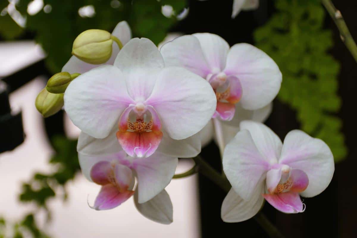 Orhideja: učinite da procvjeta gotovo trenutno s običnim krumpirom.