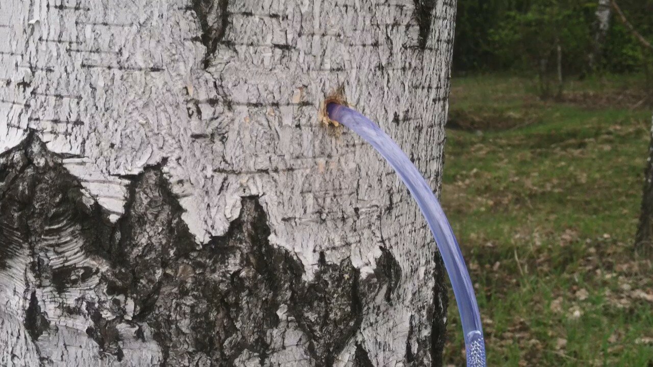 Kada treba orezati brezu kako bi se izbjeglo otjecanje i sok? Vrijeme i tehnika rezanja su odlučujući.