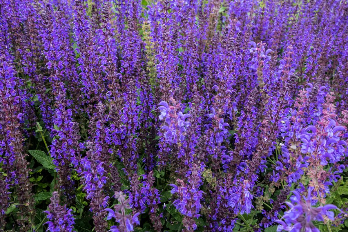 Trošio sam tisuće dolara godišnje na balkonsko cvijeće. Onda sam otkrio te trajnice i sve se promijenilo.