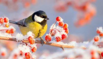 Nevyhadzujte tento toaletný papier: v zime má pre vtáky cenu zlata.