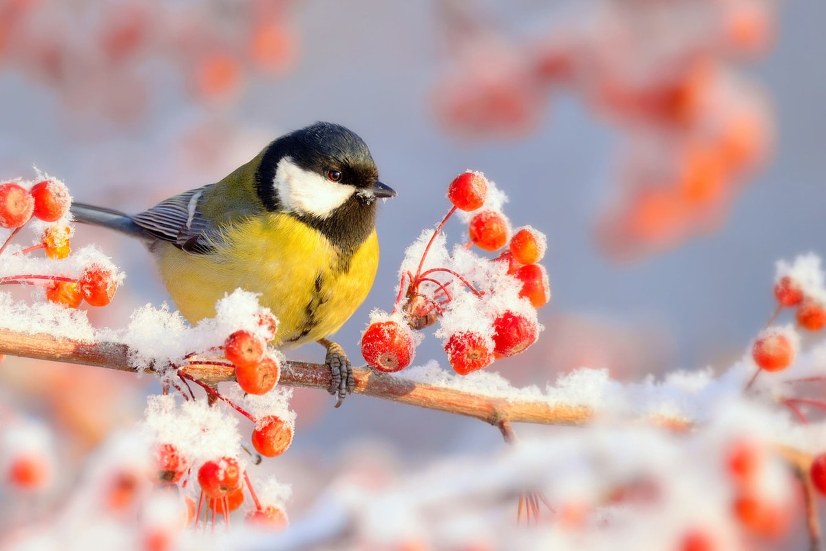 Nevyhadzujte tento toaletný papier: v zime má pre vtáky cenu zlata.