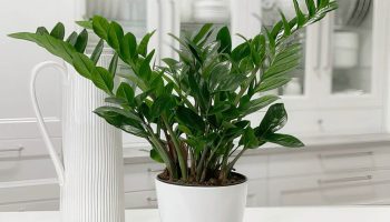 Peňažné stromčeky sa šíria ako lesný požiar: ako ich správne rozmnožovať?