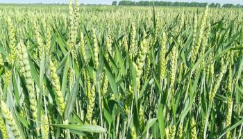 Staršie ako polba, zdravšie ako bežná pšenica. Zabudnuté zrno sa vracia na tanier