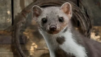 Nastriekajte prostriedok na niekoľko miest. Lasice sa v strachu rozbehnú.