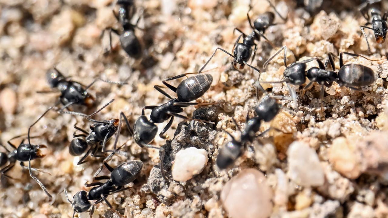 Invazija crnih mrava: kako ih se riješiti u vrtu i oko kuće?