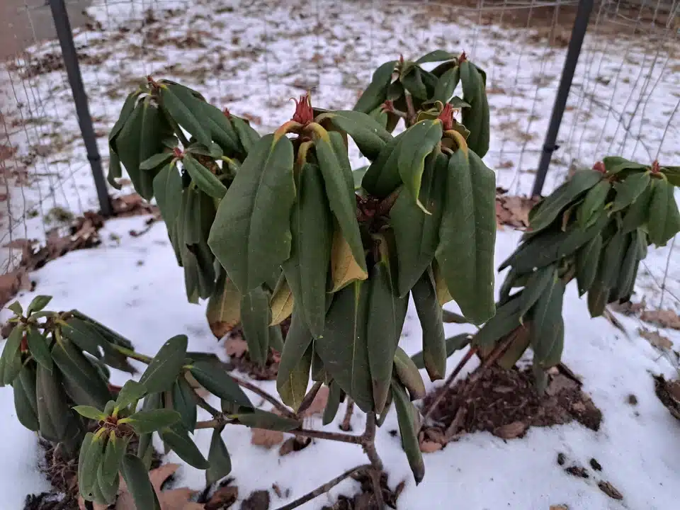 Pognojite svoje rododendrone u veljači. Ovaj jednostavan trik omogućit će im da budu prekrivene cvijećem do svibnja.