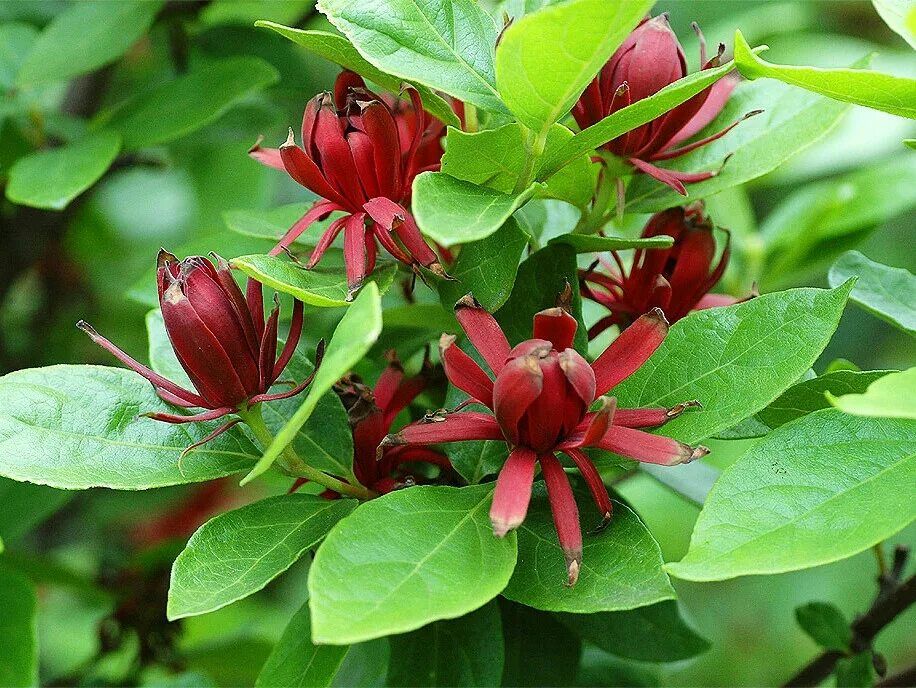 Impresivne trajnice za lijenčine: obilno cvjetanje cijelo ljeto bez puno truda.