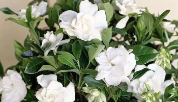 Sú rovnako krásne ako hortenzie, ale oveľa menej náročné. Zvládne ich každý záhradník.