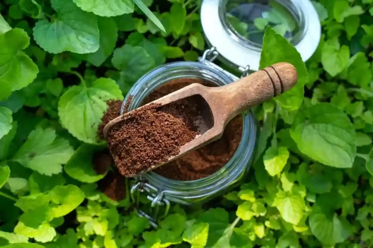 Dovoljna je jedna žlica: zato sve više ljudi baca talog kave u WC školjku.