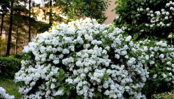 Ako rozmnožiť jasmín nebeský: vaša záhrada bude kvitnúť 365 dní v roku.