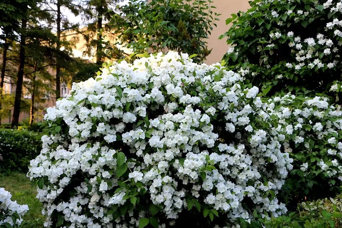 Ako rozmnožiť jasmín nebeský: vaša záhrada bude kvitnúť 365 dní v roku.