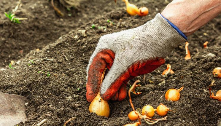 Vrtlarski kalendar: U veljači sadimo zeleni luk i češnjak u otvoreno tlo.