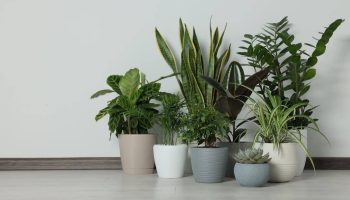 5 kvetín, ktoré sú potrebné v každej domácnosti