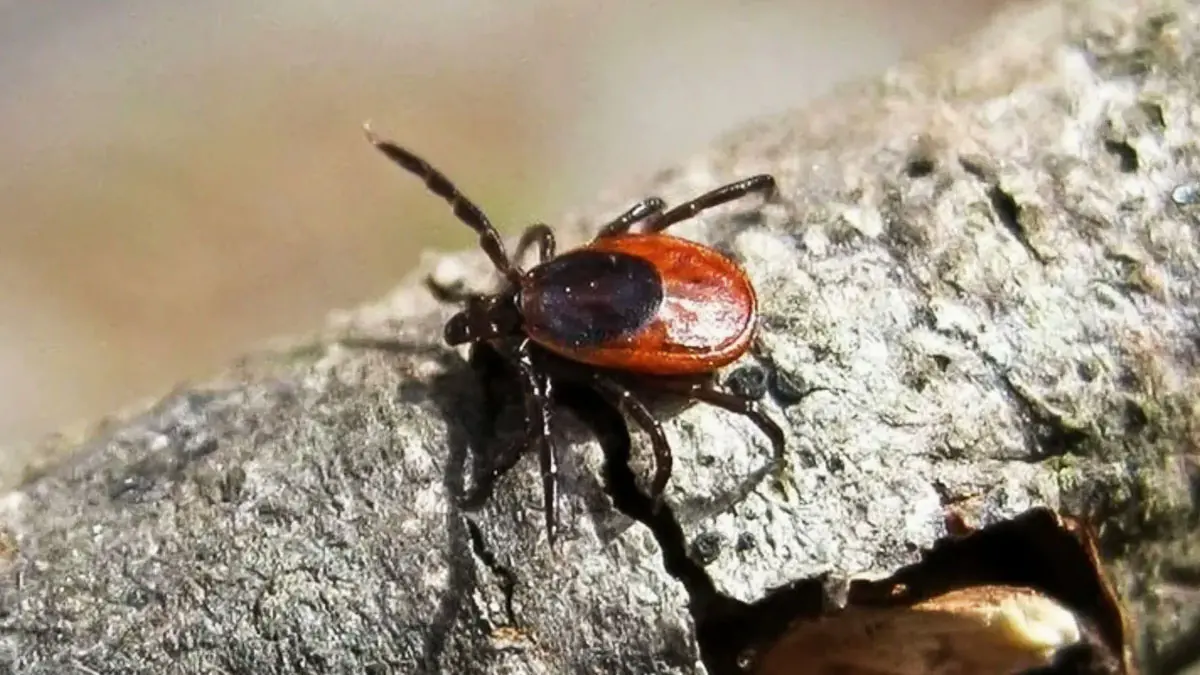 Je li istina? Što je zima hladnija, to je ljeti manje štetnika.