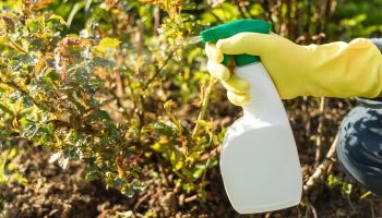 Stropirea plantelor cu oțet: de ce să o faci și de ce merită.