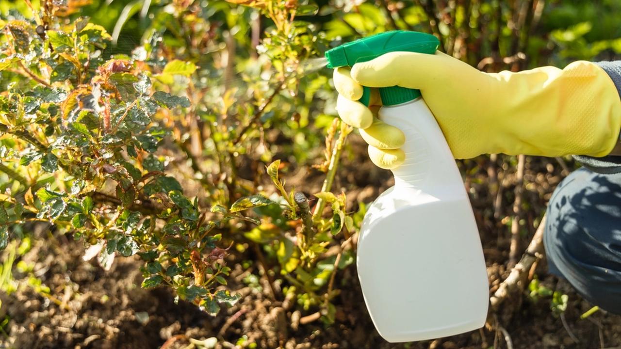 Stropirea plantelor cu oțet: de ce să o faci și de ce merită.