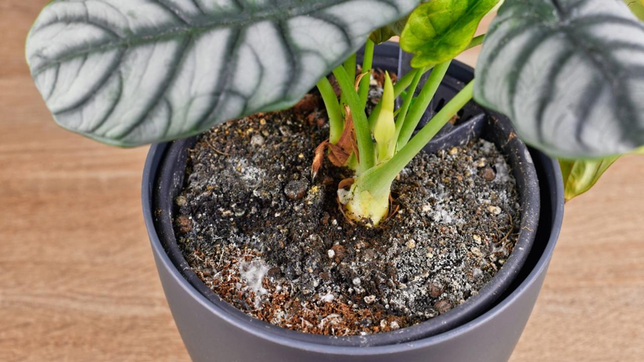 Propada li tlo za posude tijekom zime? Stručnjak nema sumnje.