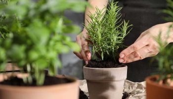 Nici umedă, nici nisipoasă: acesta este tipul de sol necesar rozmarinului pentru o creștere sănătoasă.