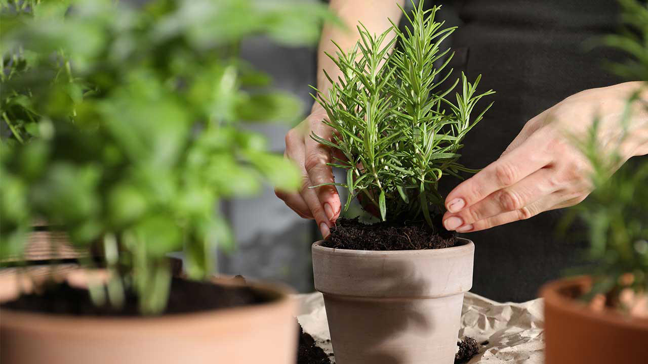 Nici umedă, nici nisipoasă: acesta este tipul de sol necesar rozmarinului pentru o creștere sănătoasă.