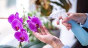 Ak budete orchidey raz za mesiac polievať kuchynskou prísadou, pokryjú sa množstvom kvetov.