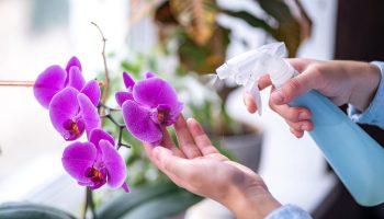 Ak budete orchidey raz za mesiac polievať kuchynskou prísadou, pokryjú sa množstvom kvetov.