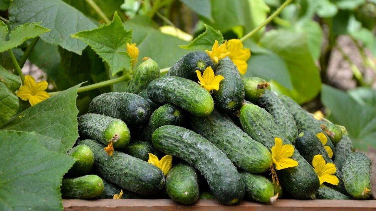 Najbolje sorte poljskih krastavaca za 2026. Bez gorčine i zagarantirano visok prinos.