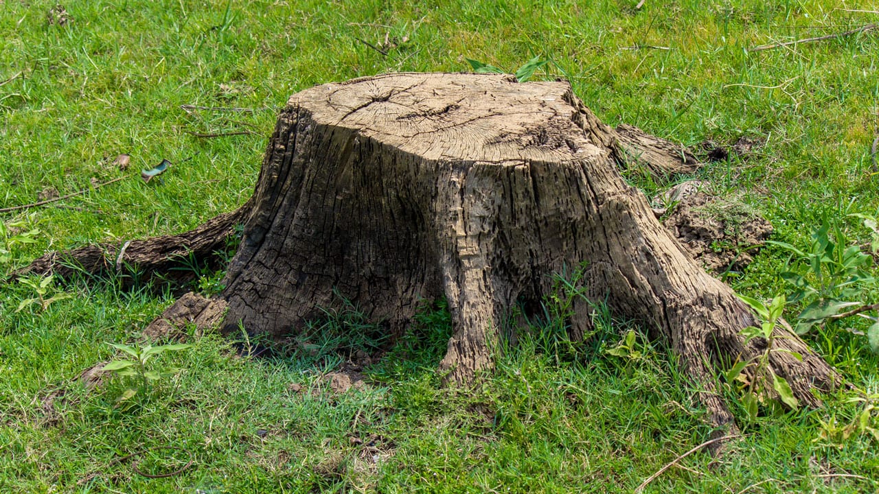 Faceți acest lucru cu ciotul după ce l-ați tăiat. Va dispărea mai repede decât credeți.