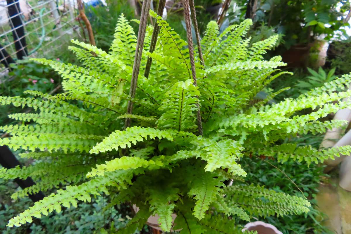 Postavite jednostavnu biljku u spavaću sobu: vlaga će nestati kao i plijesan.