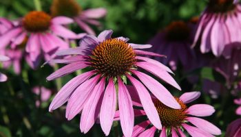 Ročne som minula tisíce dolárov na balkónové kvety. Potom som objavila tieto trvalky a všetko sa zmenilo.