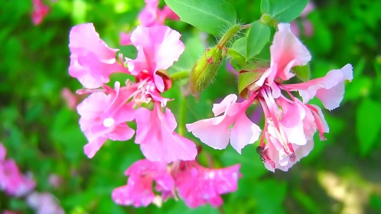 Unosi cijelu paletu boja u vrt. Obilno cvate čak i na umjerenim uvjetima tla.