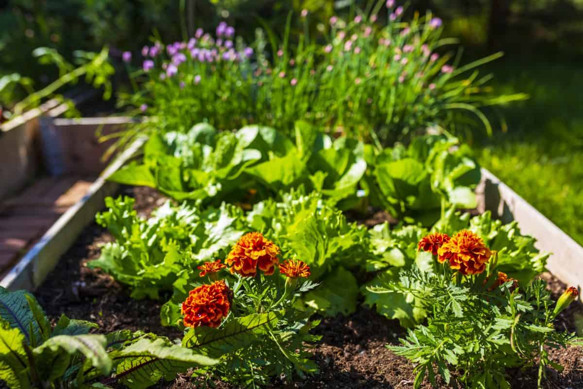 Velika količina lastinog repa na vašoj parceli važan je signal: pokazuje što ovaj korov 