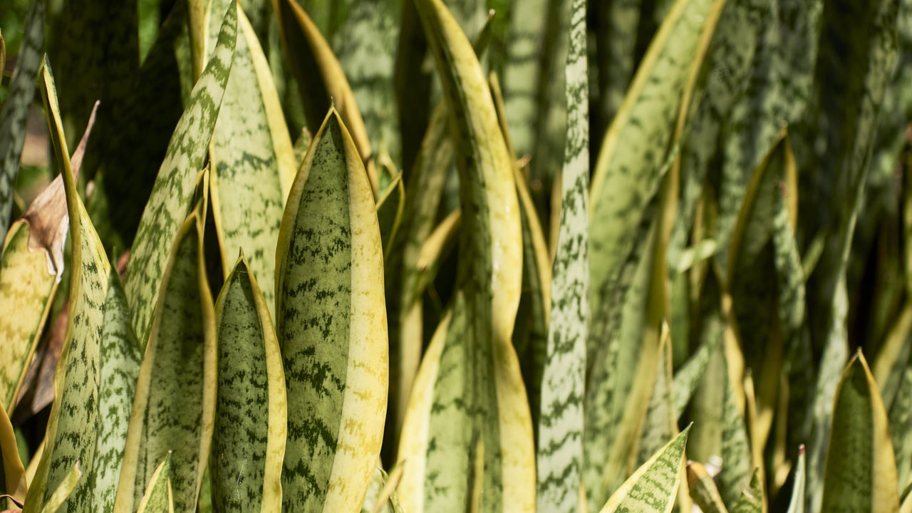 Sadnja dijela sansevieria u posude s drugim biljkama: zašto se preporučuje.