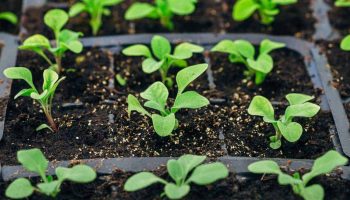 Vysádzajte sadeničky vo februári. Vaša záhrada bude plná kvetov od júna až do prvých mrazov.