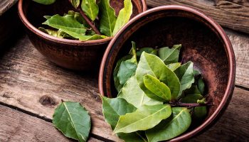Varenie bobkových listov v octe: načo je to potrebné a prečo sa to odporúča.