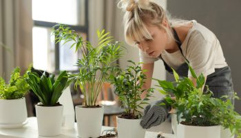 Kukkaruukun ripottelu karkealla suolalla: miksi se on suositeltavaa ja mihin sitä tarvitaan.