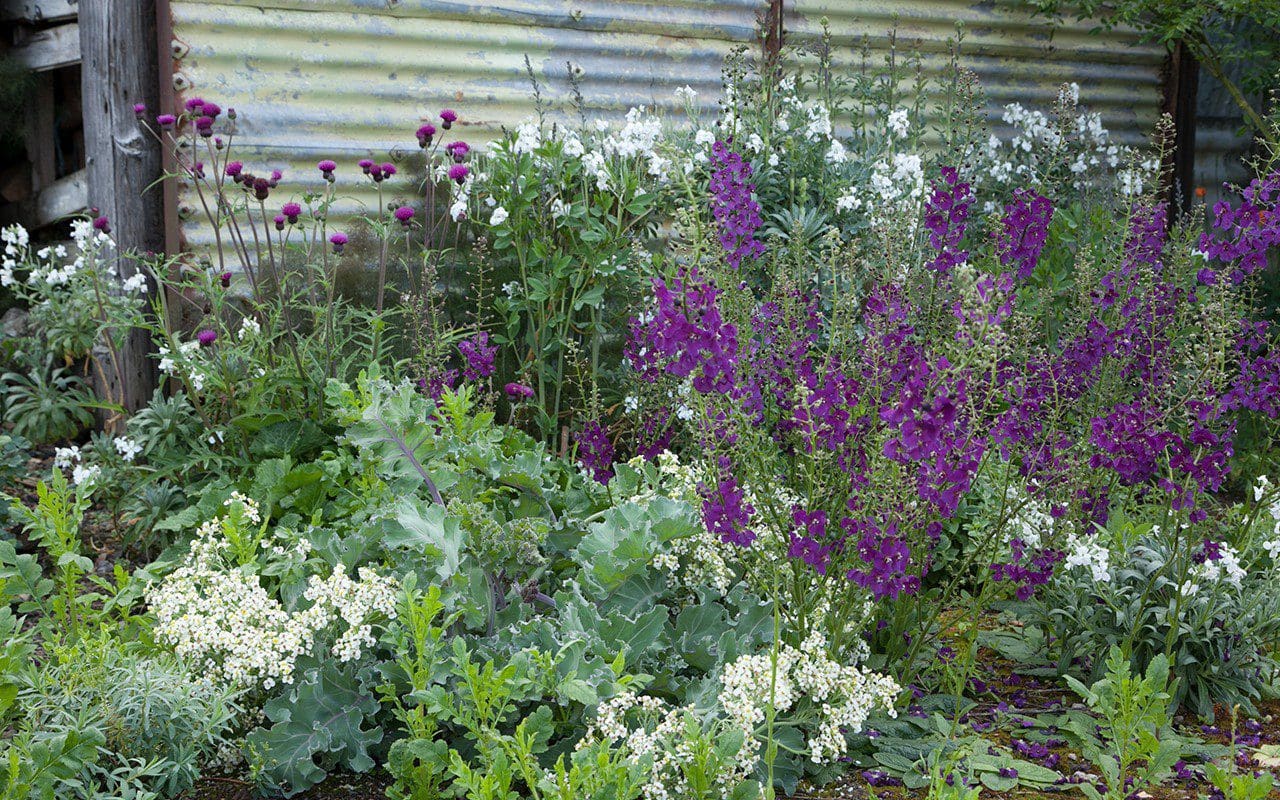 Zaboravljena biljka vraća se u vrtove: raste u pijesku i cvjeta tjednima.