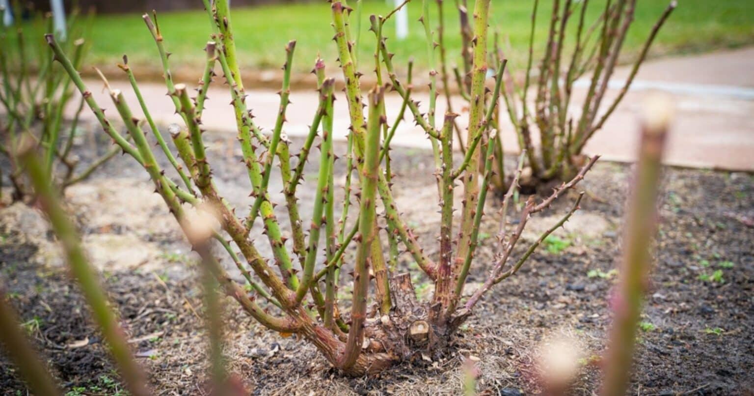 Strihanie ruží: strihajte ich kratšie! Radikálna rada pre bohaté kvitnutie.