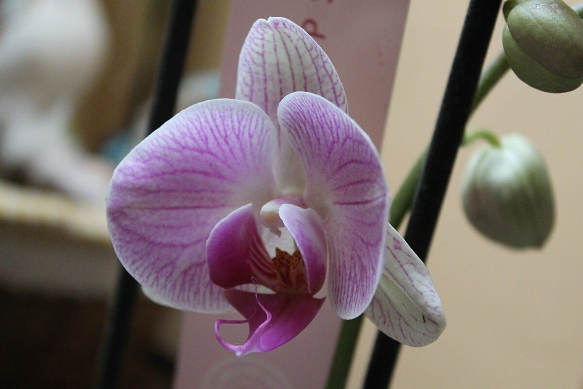 Ulijte pola žličice u lonac. Nakon tri tjedna orhideja počinje cvjetati.