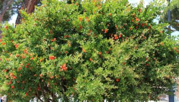 Najlepší strom pre malé domy je ten, ktorý nezapúšťa korene, poskytuje tieň a prináša ovocie po celý rok.