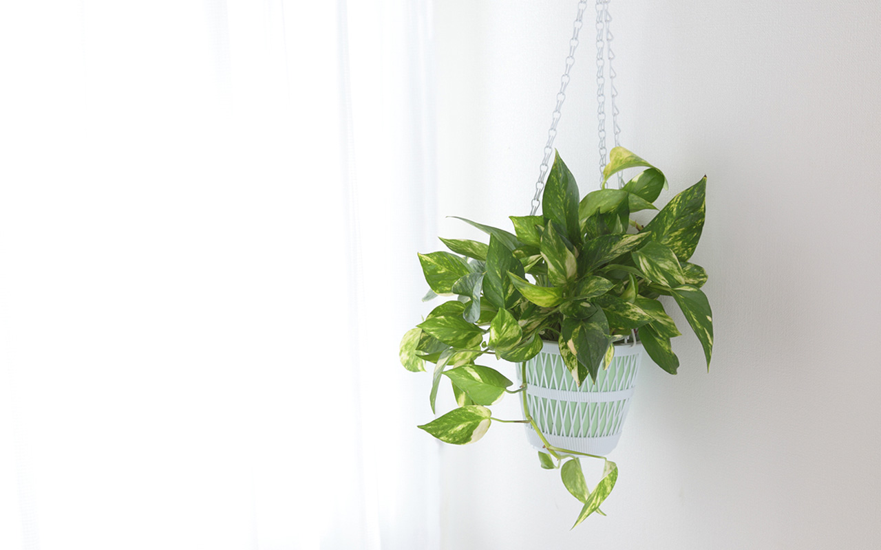 Zalijevanje biljke Scindapsus rižinom vodom: zašto se preporučuje i zašto je korisno.