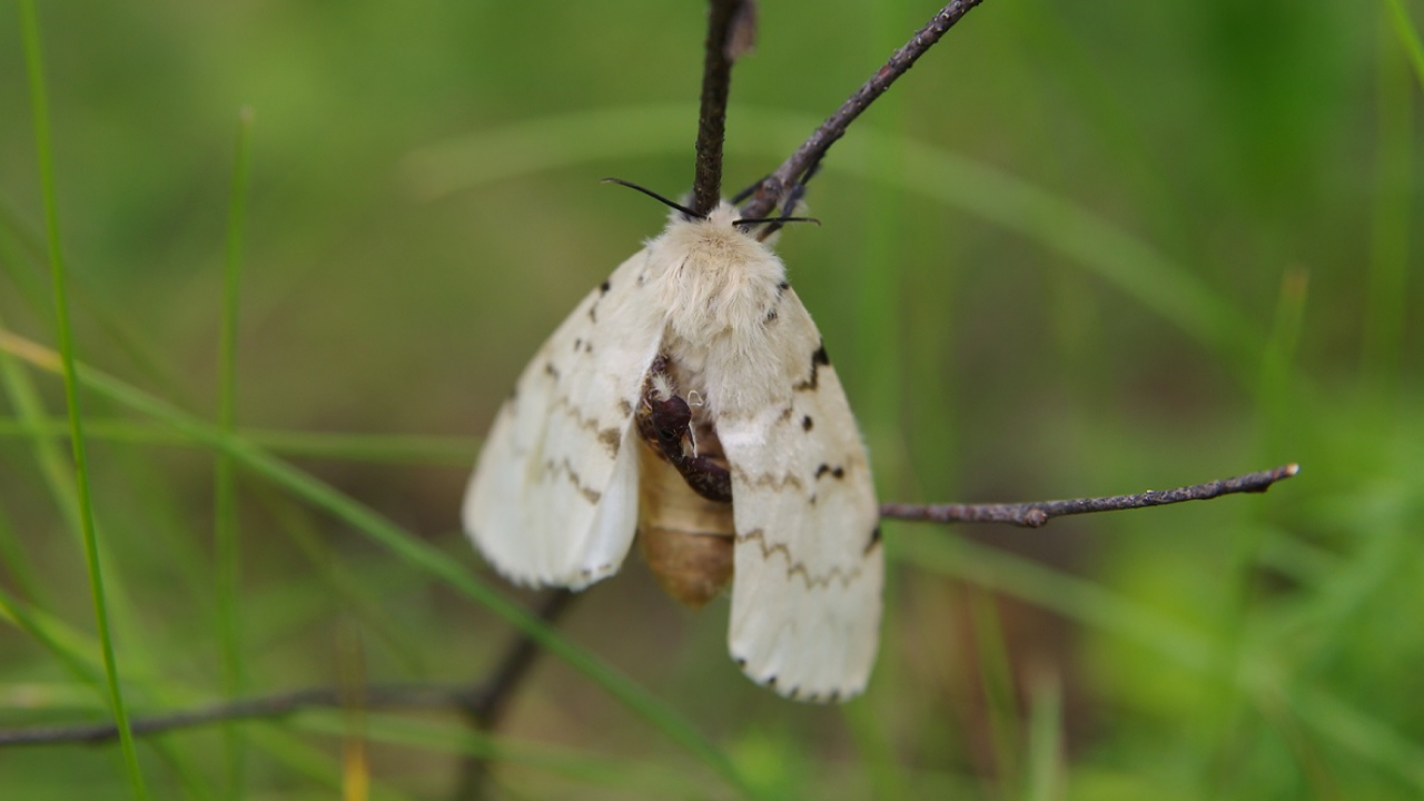 Hladnoća ih neće ubiti. Nakon zime zalijte cjepanice ovom otopinom - ličinke će jedna po jedna uginuti.