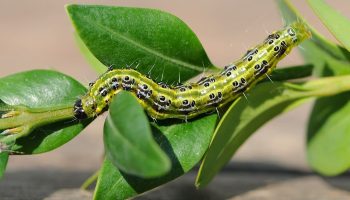 Vylejte to na zimostráz. Všetky nenasýtené larvy zahynú.