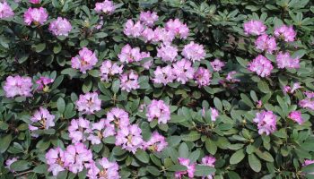 Váš zimostráz zjedli húsenice? Tento nový ker ho ideálne nahradí. Má rovnaké požiadavky na pestovanie a kvitne!