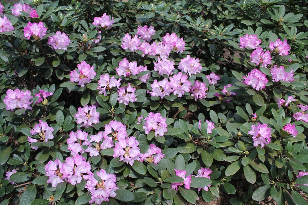 Váš zimostráz zjedli húsenice? Tento nový ker ho ideálne nahradí. Má rovnaké požiadavky na pestovanie a kvitne!