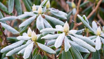 V februári prihnojte svoje rododendrony. Tento jednoduchý trik im umožní do mája pokryť sa kvetmi.