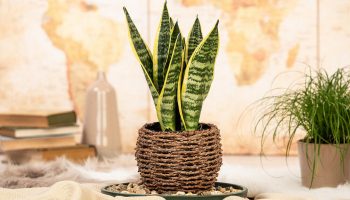 Puneți-l în dormitor. Produce oxigen noaptea și îmbunătățește cu adevărat somnul.