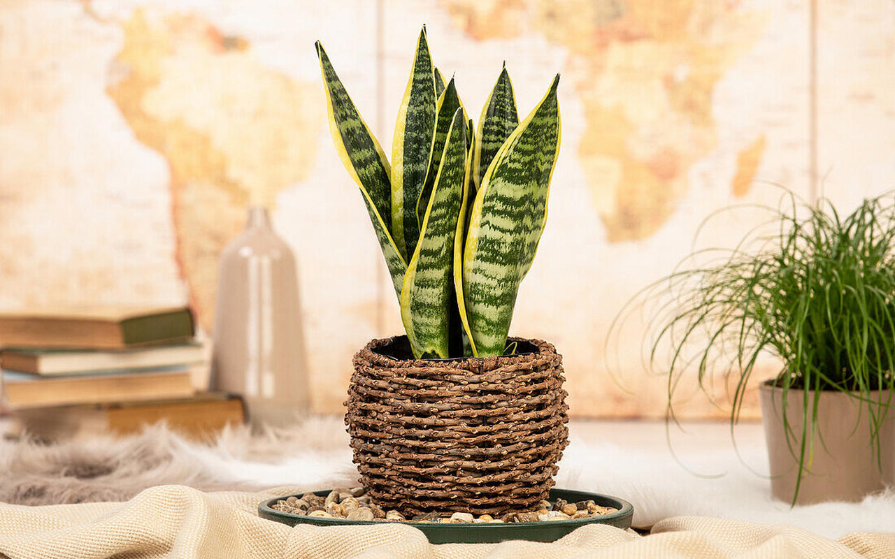 Puneți-l în dormitor. Produce oxigen noaptea și îmbunătățește cu adevărat somnul.