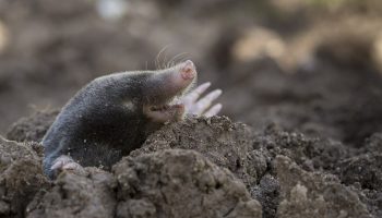 Hodte list do kopy. Smrdí ako krtek. Utečie čo najďalej.